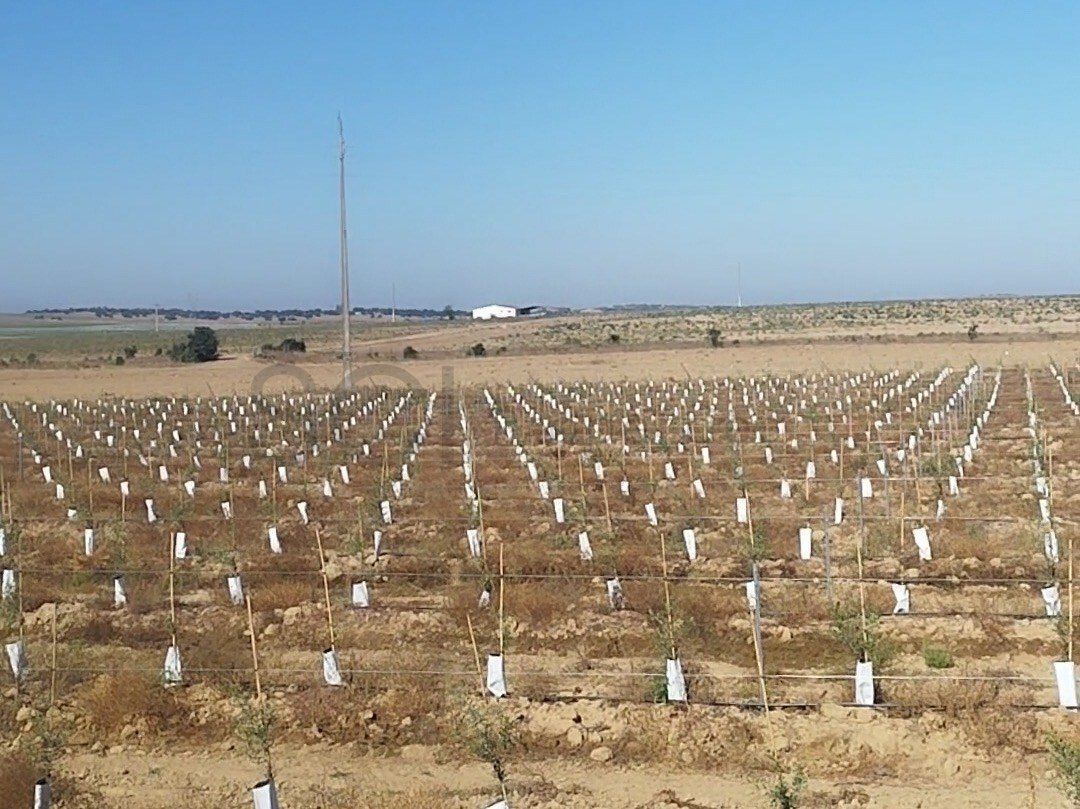 Terreno en Cuba, Distrito de Beja, Portugal 5 - 18756439