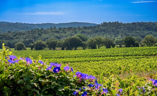 Villa in Gassin, Provence-Alpes-Côte d'Azur, Frankreich 1