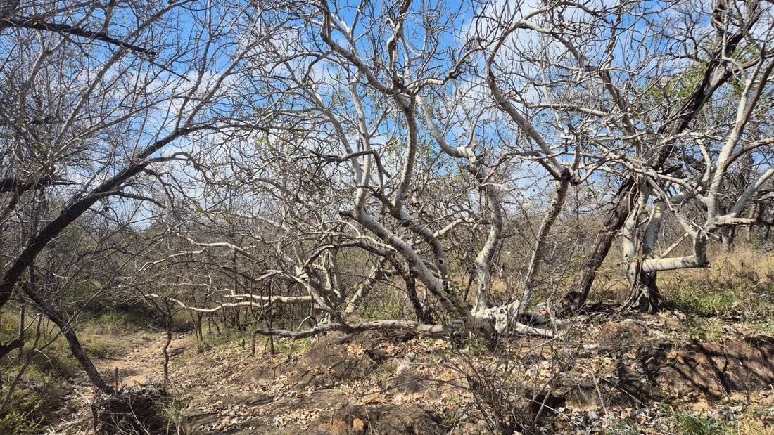 Land in Hoedspruit, Limpopo, Südafrika 3 - 18752584