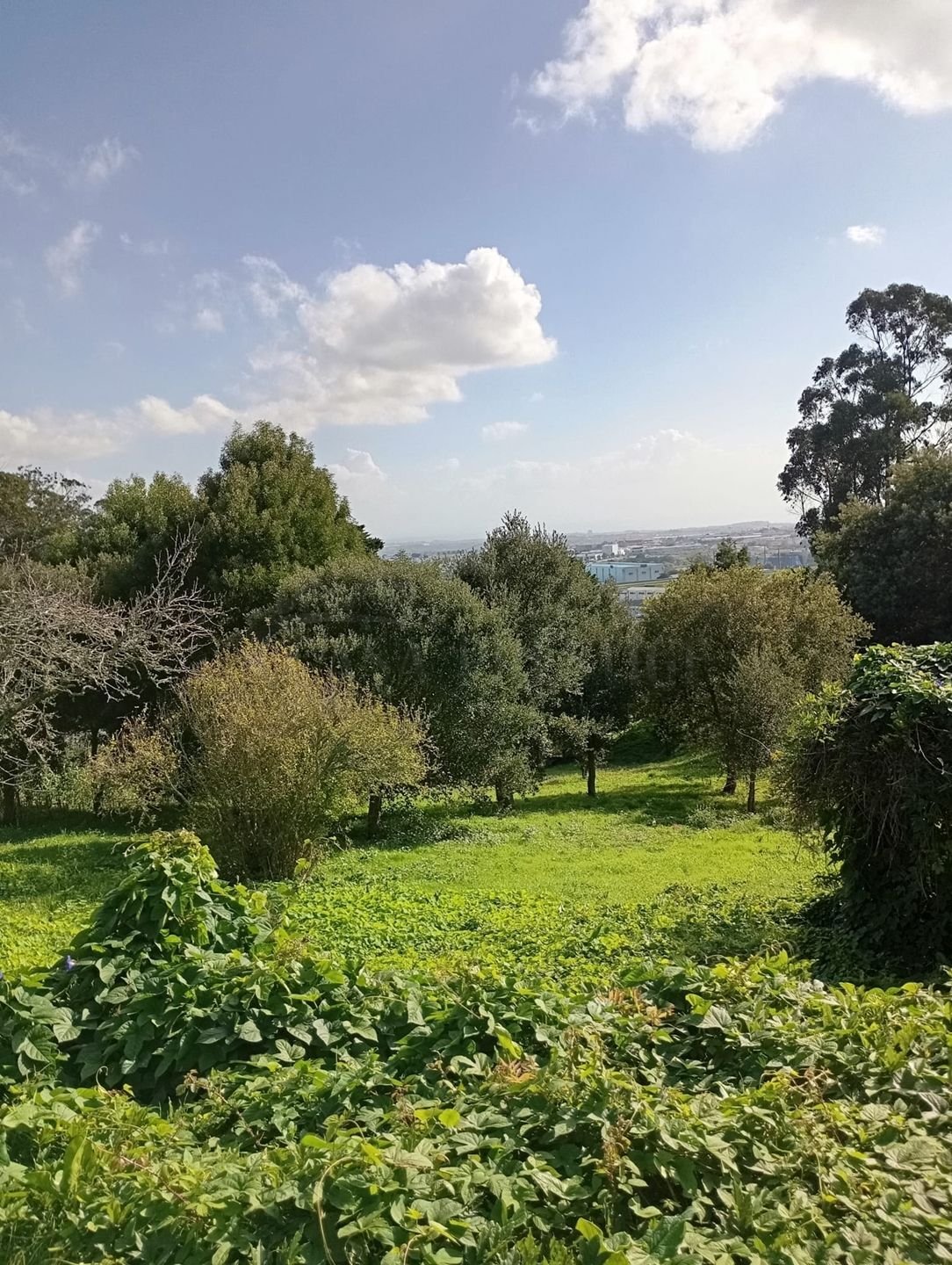 Land in Sintra, Lisbon, Portugal 2 - 16884572
