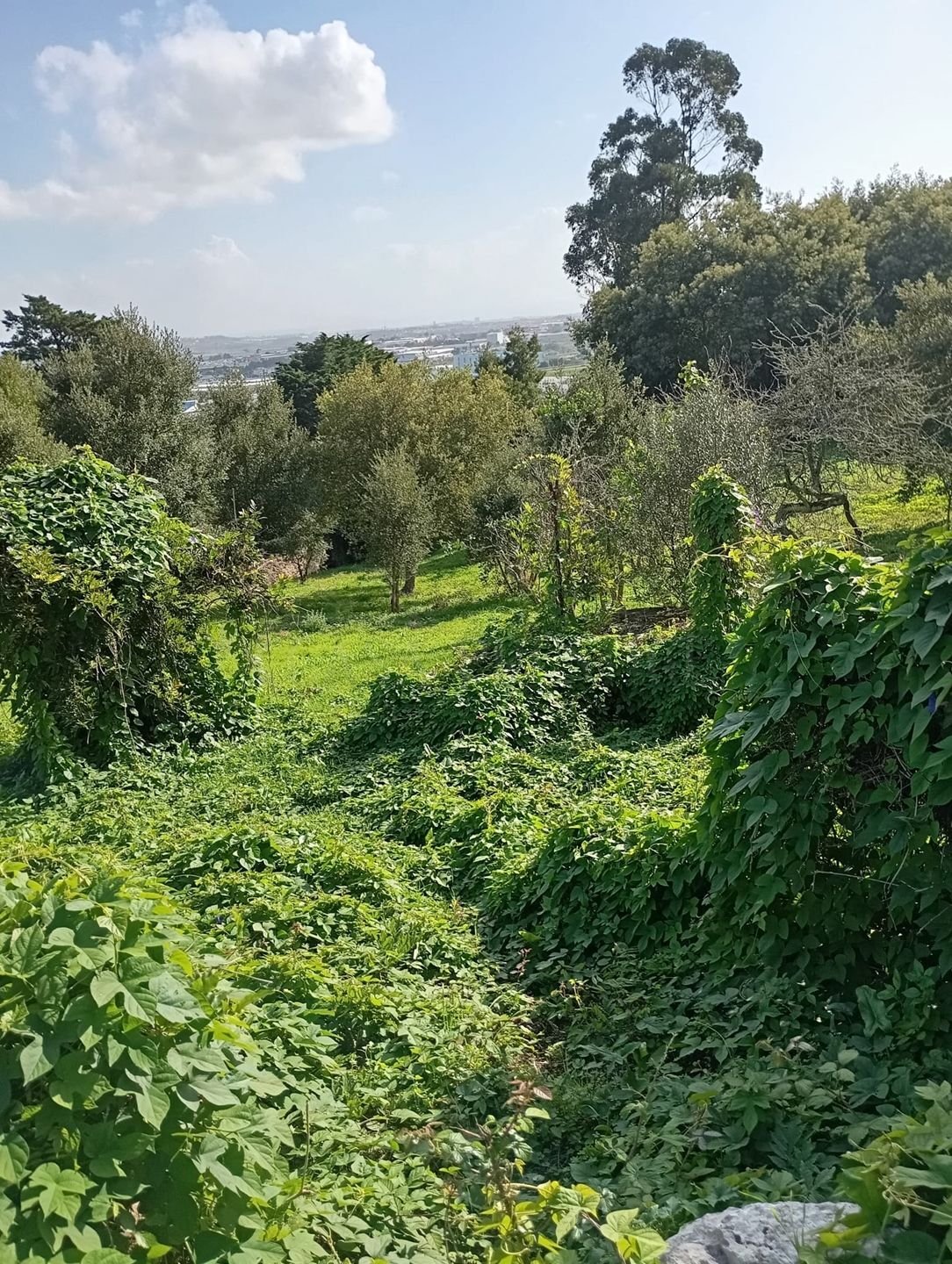 Land in Sintra, Lisbon, Portugal 5 - 16884572
