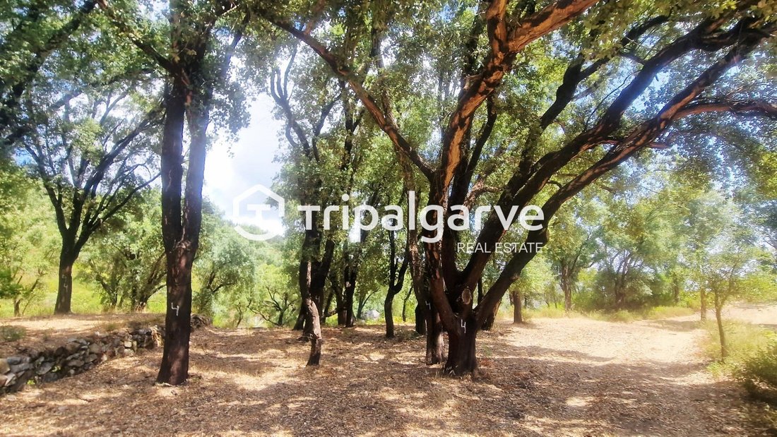 Land in Monchique, Algarve, Portugal 4 - 18757080