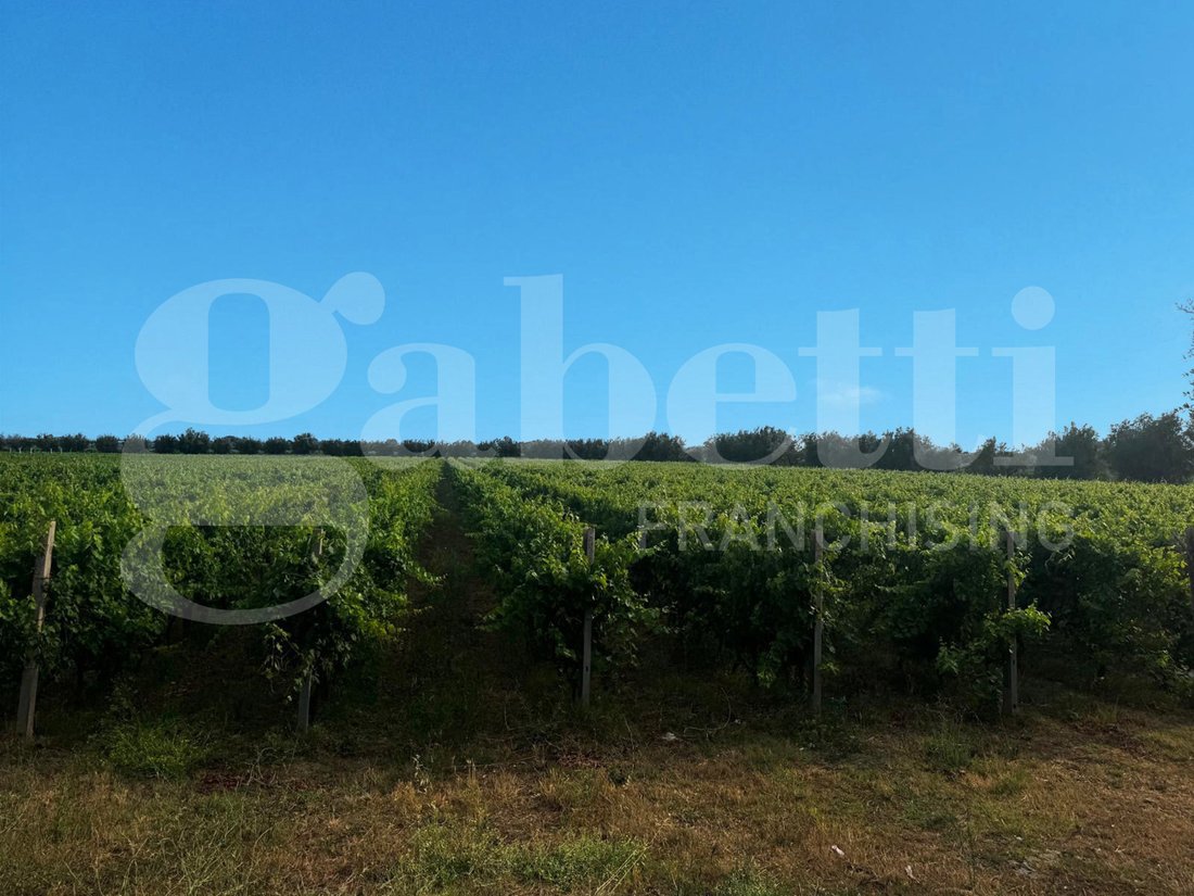 Azienda agricola a Pastorano, Campania, Italia 5 - 18751217
