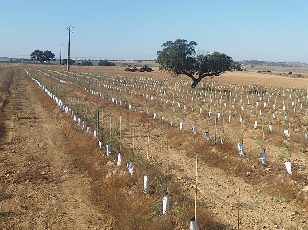 Terreno en Cuba, Distrito de Beja, Portugal 1 - 18756439