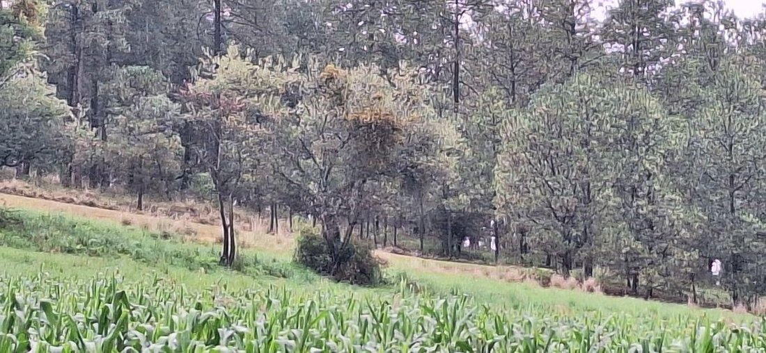 Land in Sabana de Taborda 1ra. Sección, State of Mexico, Mexico 4 - 18766183
