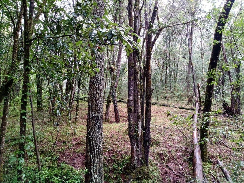 Land in Pinal del Marquesado, State of Mexico, Mexico 1 - 18766210