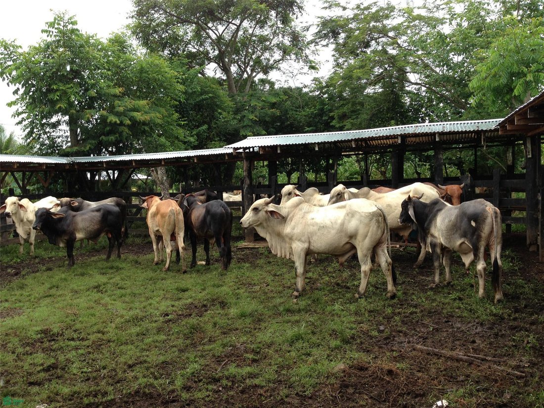 Land in Bejuco District, Guanacaste Province, Costa Rica 4 - 18386972