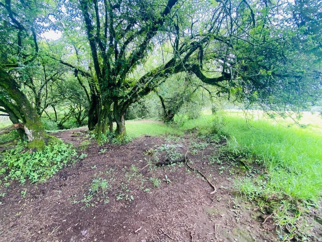 Land in Santo Tomás el Pedregal, State of Mexico, Mexico 3 - 18766219