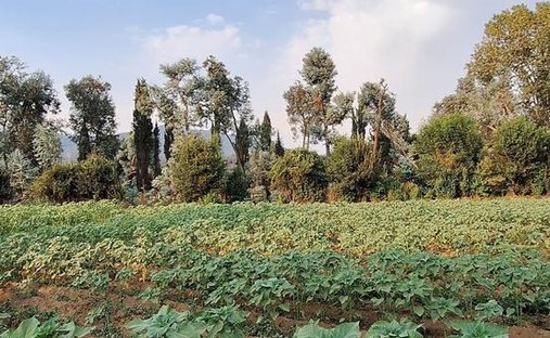 Terreno a San Bartolo, Stato del Messico, Messico 1