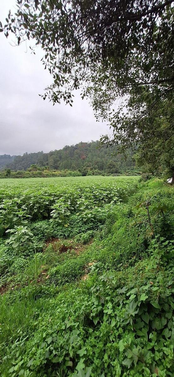 Land in Polvillos, State of Mexico, Mexico 5 - 18766144
