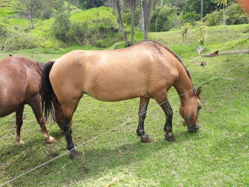 Corps de ferme à Cambuí, Minas Gerais, Brésil 4 - 18770081