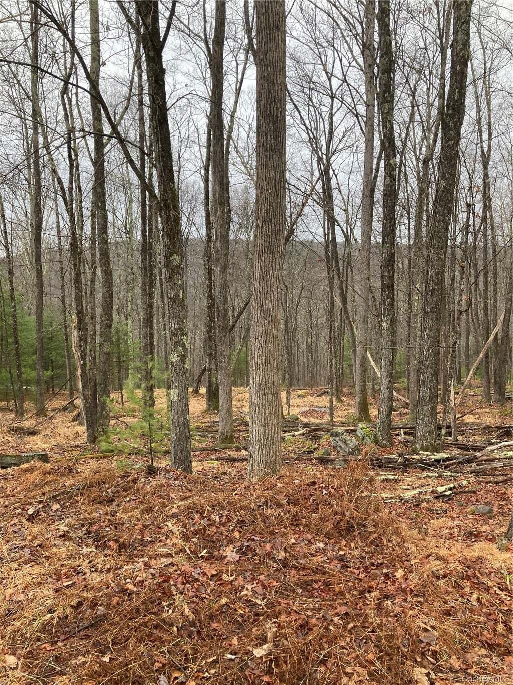 Land in Barryville, New York, Vereinigte Staaten 1 - 17998720