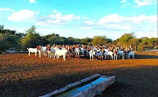 Azienda agricola in Municipalità locale di Siyancuma, Provincia del Capo Settentrionale, Sudafrica 1