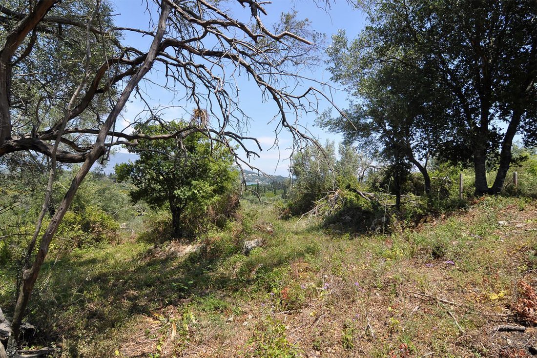 Land in Korfu, Peloponnese, Western Greece and the Ionian, Griechenland 2 - 18775751