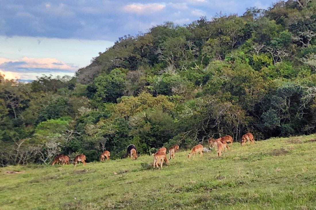 Farm Ranch in Mbombela, Mpumalanga, Südafrika 2 - 18785323