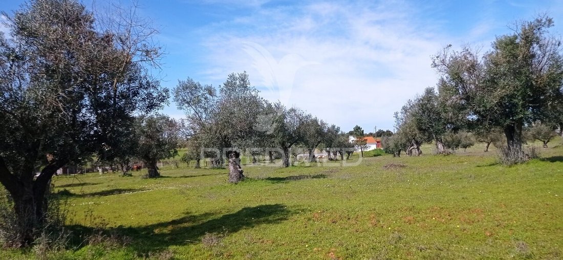 Farm Ranch in Casa Branca, Portalegre District, Portugal 2 - 18798586