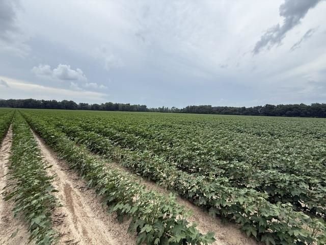 Terrain en Arlington, Tennessee, États-Unis 1 - 18802282