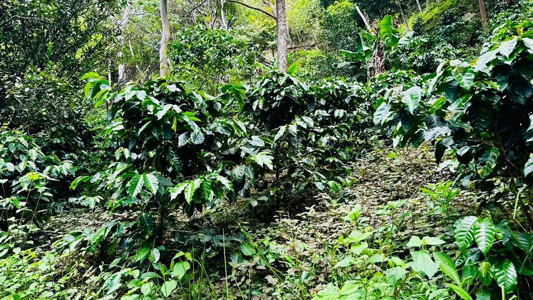 Terreno en Palmira, Provincia de Chiriquí, Panamá 5 - 18798839