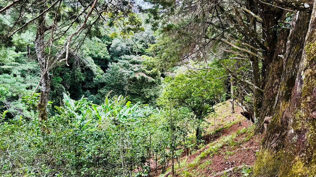 Terreno en Palmira, Provincia de Chiriquí, Panamá 2 - 18798839