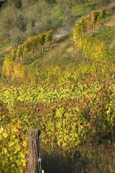 Country House in Gragnano - Lappato, Capannori, Tuscany 5 - 18803390
