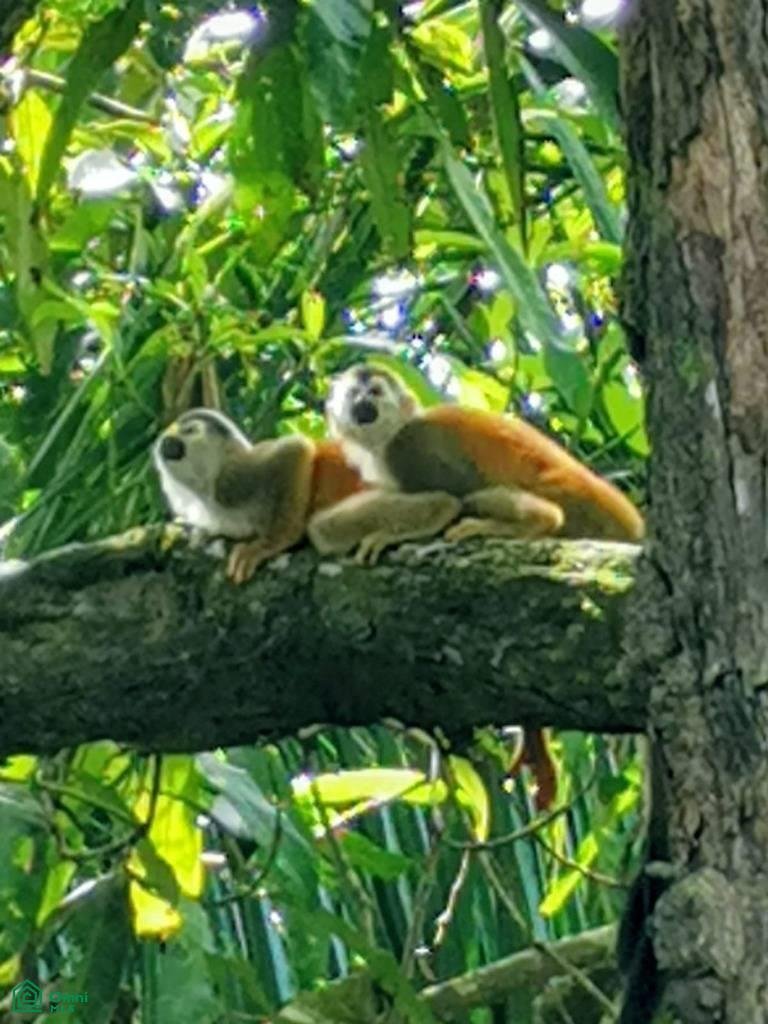 Terrain en Quepos, Puntarenas, Costa Rica 5 - 17811225