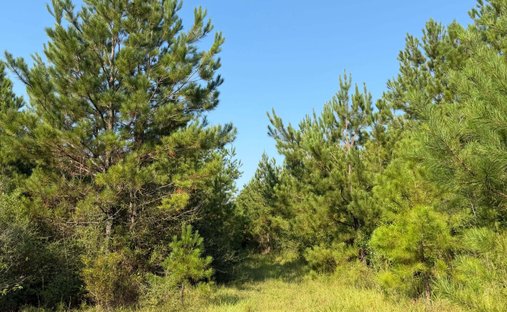 Terrain à Lucedale, Mississippi, États-Unis 1