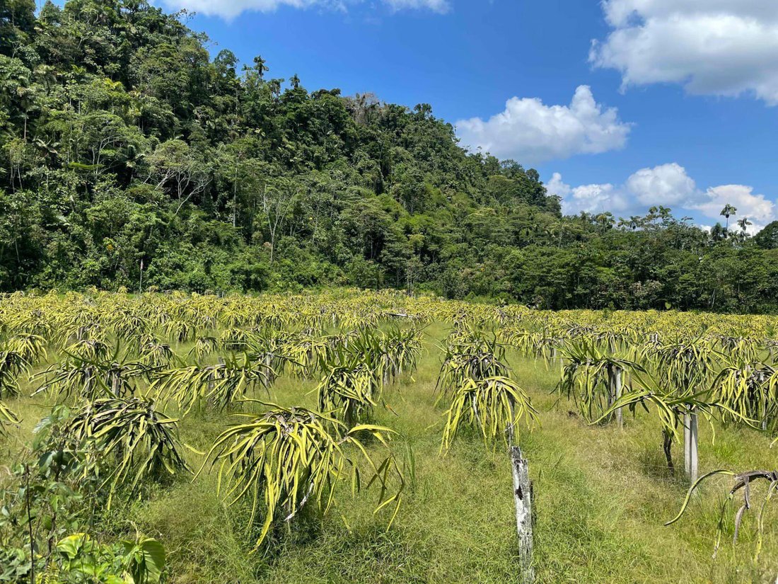 Domaine à Pedro Vicente Maldonado, Province de Pichincha, Équateur 2 - 18811082