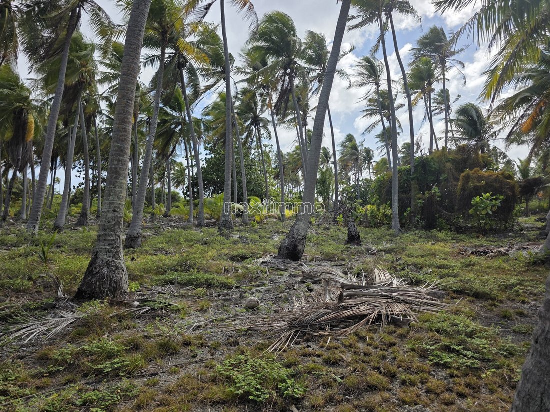Land in Fakarava Atoll, The Tuamotu and Gambier Islands, French Polynesia 4 - 18816208