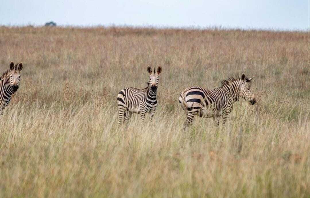Rancho en Gauteng, Sudáfrica 4 - 18332987