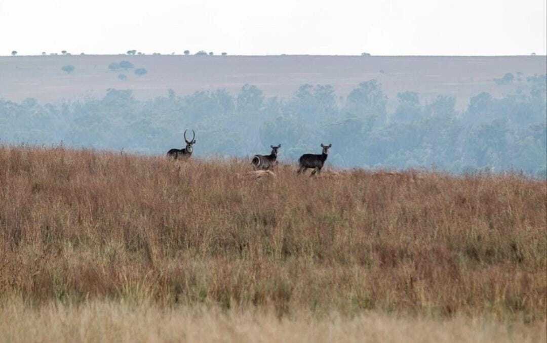 Rancho en Gauteng, Sudáfrica 5 - 18332987