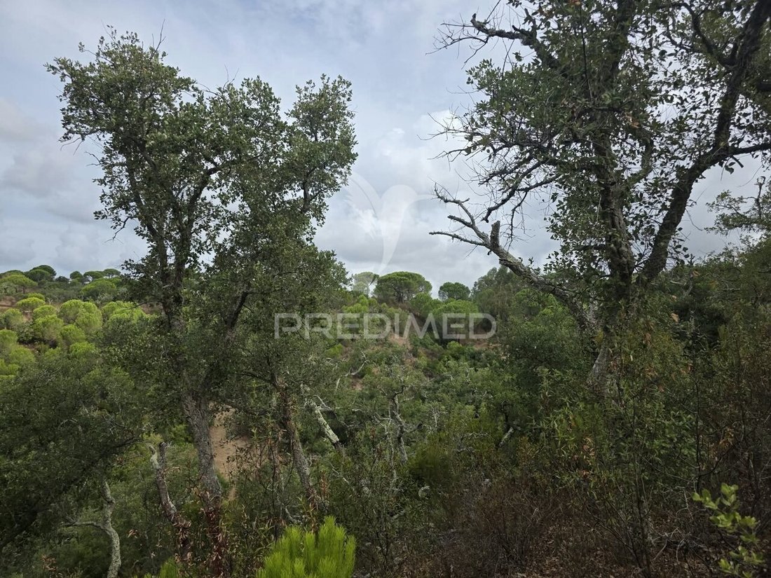 Terreno en Melides, Setúbal Municipality, Portugal 5 - 18817310