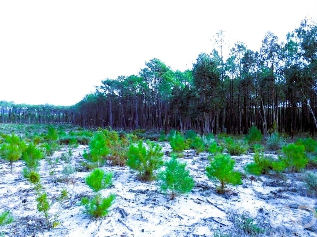 Land in Pataias, Leiria District, Portugal 5 - 16745255