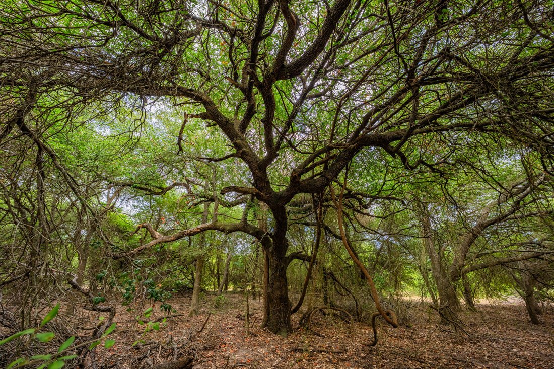 Farm Ranch in Cameron, Texas, United States 3 - 18820850