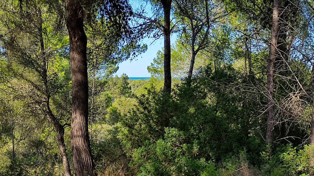 Land in Santa Margalida, Balearische Inseln, Spanien 2 - 18821487