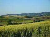 Anwesen in Fauglia, Toskana, Italien 5 - 18821439