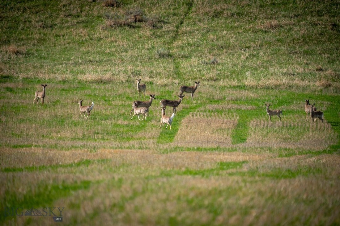 Land in Livingston, Montana, United States 5 - 18828708