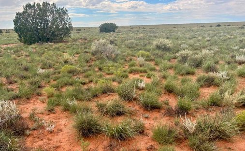 Terrain à Heber-Overgaard, Arizona, États-Unis 1