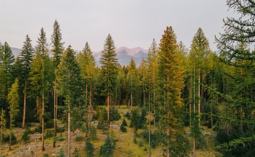 Terreno a Condon, Montana, Stati Uniti 1