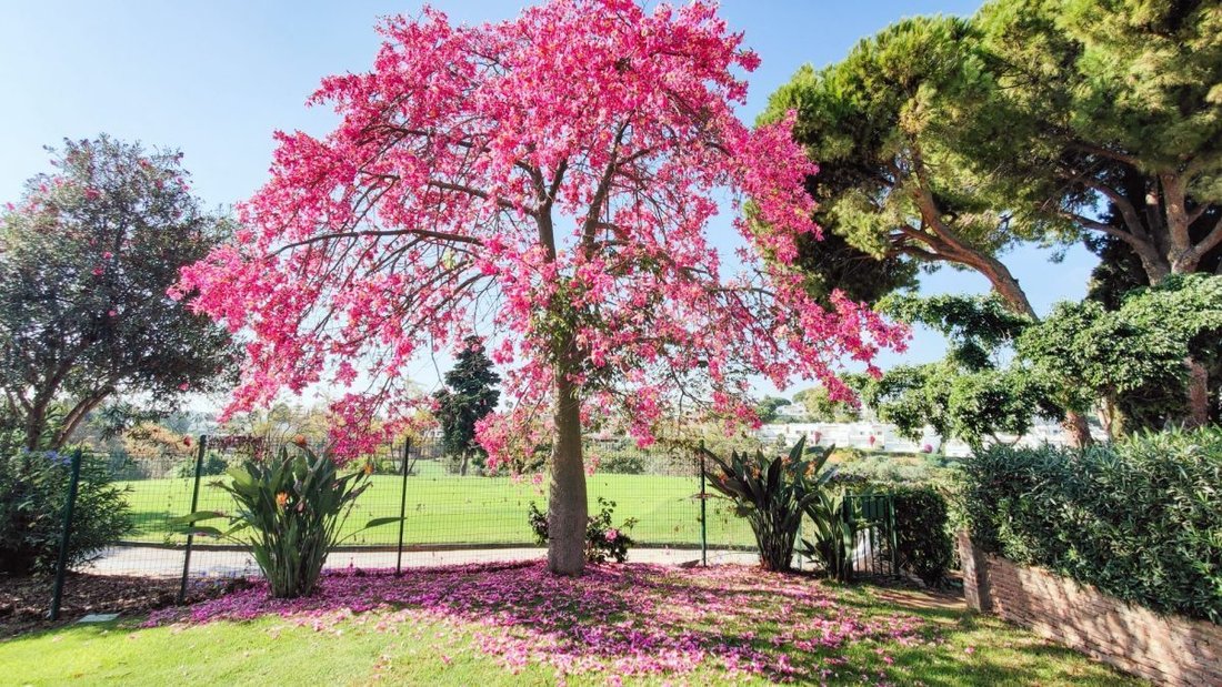 Townhouse in Puerto Banus, Marbella, Spain 4 - 18864491