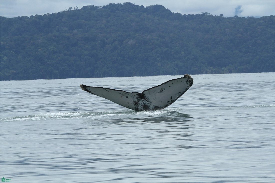 Land in Mogos, Puntarenas Province, Costa Rica 4 - 18717801