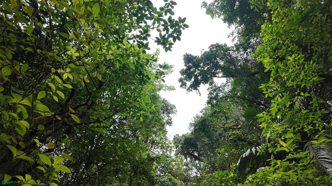 Land in Bijagua, Upala, Costa Rica 3 - 18321239