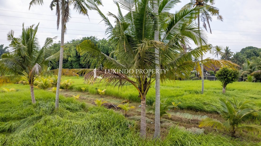 Land in Ubud, Bali, Indonesia 3 - 18876131
