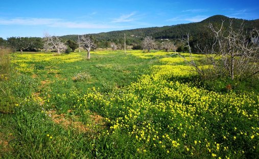 Land in Sant Joan de Labritja, Balearic Islands, Spain 1