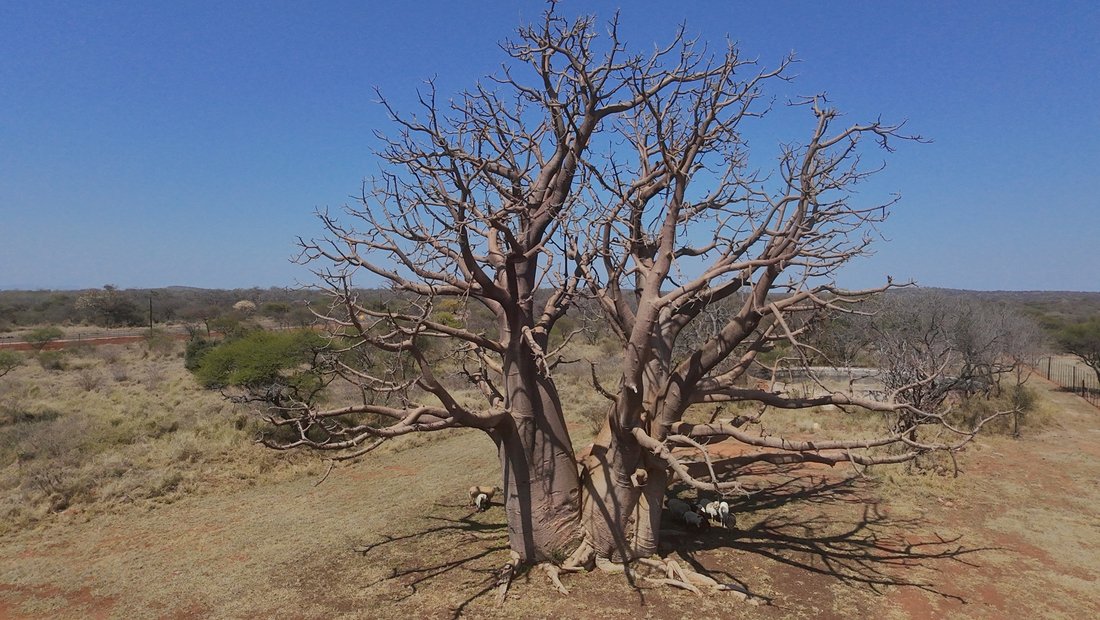 Azienda agricola a Alldays, Provincia del Limpopo, Sudafrica 1 - 18895134
