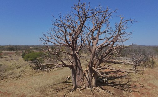 Azienda agricola a Alldays, Provincia del Limpopo, Sudafrica 1