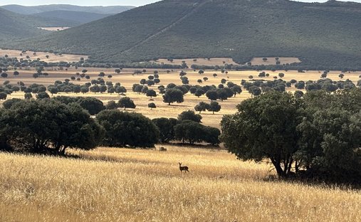 Rancho en Toledo, Castilla-La Mancha, España 1