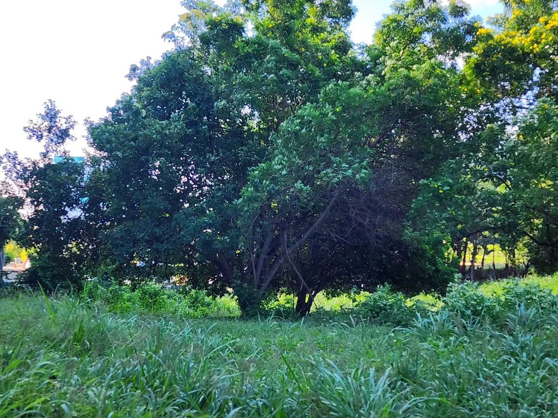 Land in Managua, Managua, Nicaragua 2 - 18900293