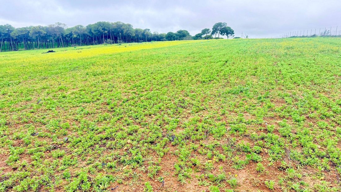 Land in Carmona, Andalusia, Spain 5 - 18913473