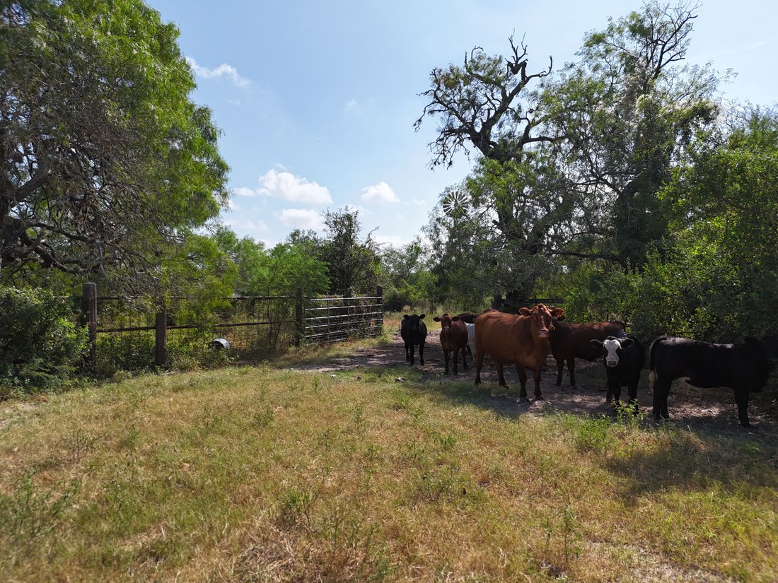 Farm Ranch in Alice, Texas, United States 5 - 18905155