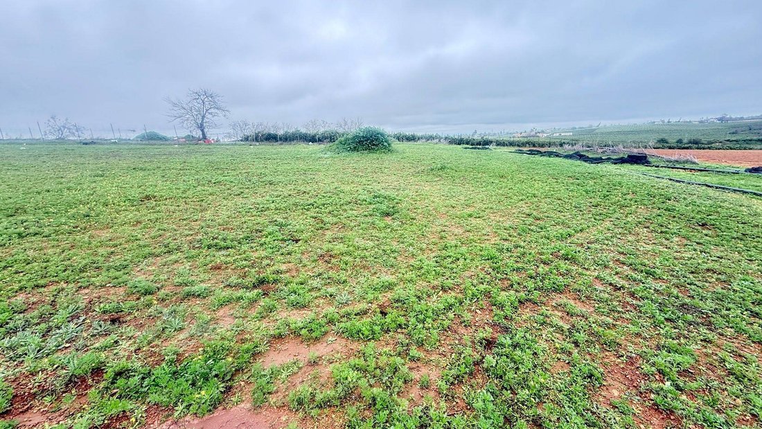 Land in Carmona, Andalusia, Spain 2 - 18913473
